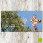 CS 180 - Carte postale panoramique "Tourner la tête"